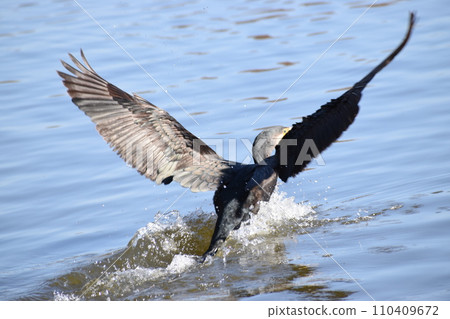 Cormorant flying out of the water 110409672