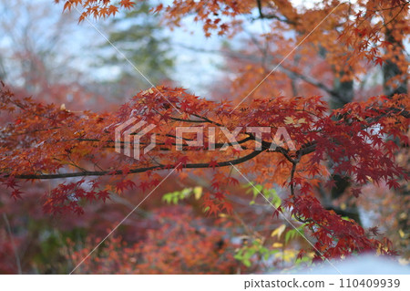 The beauty of maple leaves The beauty of maple leaves 110409939
