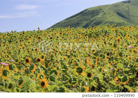 向日葵田和田原山 110409990