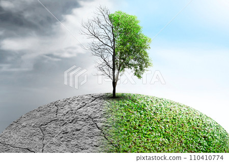 The difference between drought trees to growing trees on the ground with different sky 110410774