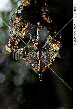 葉子被蟲吃掉了，只剩下葉脈 110410992