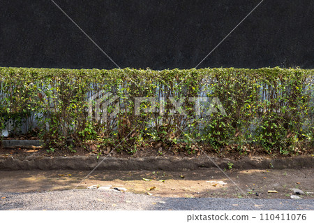 Green bush in the garden Green bush in the garden 110411076