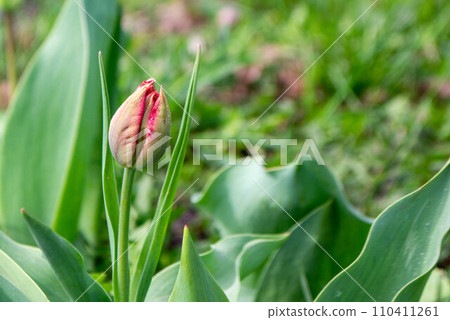 Spring Tulips in bloom with red and green colors. 110411261
