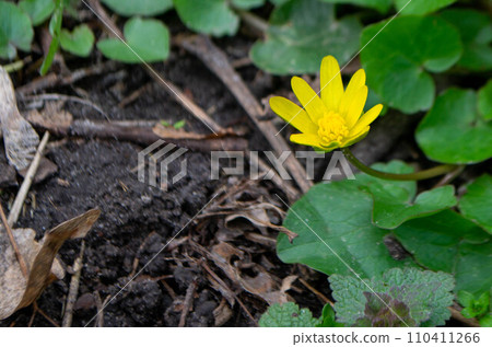 Flower kaluga. yellow spring flowers. A field of yellow flowers with green leaves and one has a black bug on it. High quality photo Flower kaluga. yellow spring flowers. A field of yellow flowers with green leaves and one has a black bug on it. High quality photo 110411266