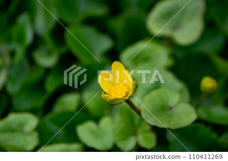 Flower kaluga. yellow spring flowers. A field of yellow flowers with green leaves and one has a black bug on it. High quality photo Flower kaluga. yellow spring flowers. A field of yellow flowers with green leaves and one has a black bug on it. High quality photo 110411269