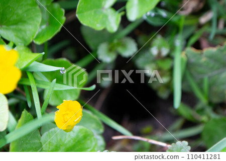 Flower kaluga. yellow spring flowers. A field of yellow flowers with green leaves and one has a black bug on it. High quality photo 110411281