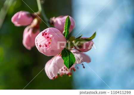 Beautiful Pink Sakura flowers, cherry blossom during springtime against blue sky, toned image with sun leak . High quality photo Beautiful Pink Sakura flowers, cherry blossom during springtime against blue sky, toned image with sun leak . High quality photo 110411299