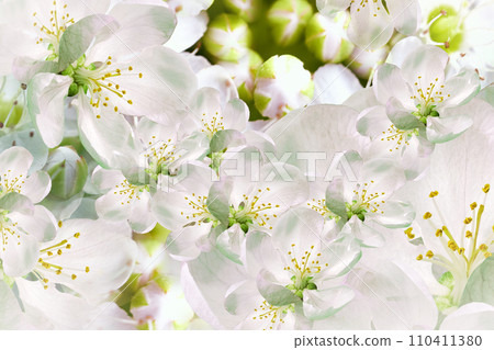 Floral spring background. Petals flowers. Close-up. Nature. 110411380