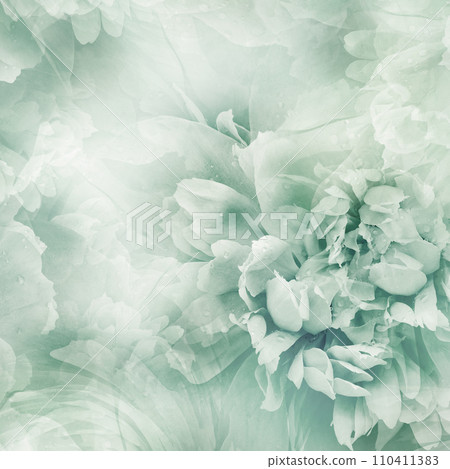 Green peony flowers and petals peonies Floral background. Close-up. Nature. Green peony flowers and petals peonies Floral background. Close-up. Nature. 110411383