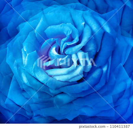Blue rose flower. Floral background. Closeup. For design. Nature. Blue rose flower. Floral background. Closeup. For design. Nature. 110411387