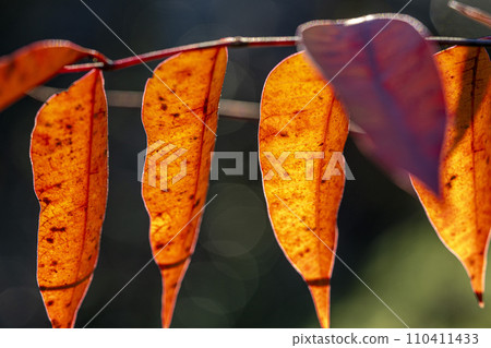A hazenoki whose red leaves stand out even more in the early winter light 110411433