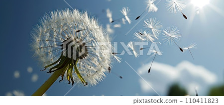 Dandelion with multiply seeds on sky back 110411823
