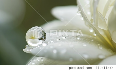 dew drops on spa flowers with sun light 110411852