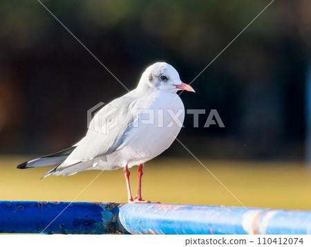 Black-headed gull perching on the railing Black-headed gull perching on the railing 110412074