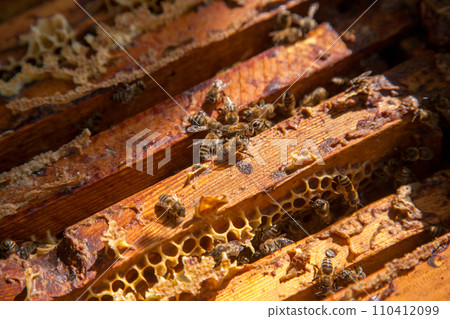 Open hive showing the bees swarming on a honeycomb.. 110412099