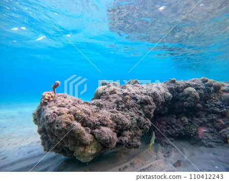 Blackspotted rubberlip fish or plectorhinchus gaterinus at coral reef.. 110412243