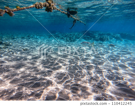Shoal of Sargos or White Seabream swimming at the coral reef in the Red Sea, Egypt.. 110412245