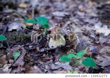 Single Boletus edulis or porcini mushroom growing in the forest. . Single Boletus edulis or porcini mushroom growing in the forest. . 110412273