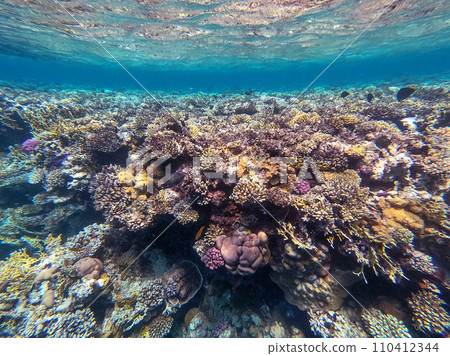 Underwater life of reef with corals and tropical fish. Coral Reef at the Red Sea, Egypt. Underwater life of reef with corals and tropical fish. Coral Reef at the Red Sea, Egypt. 110412344
