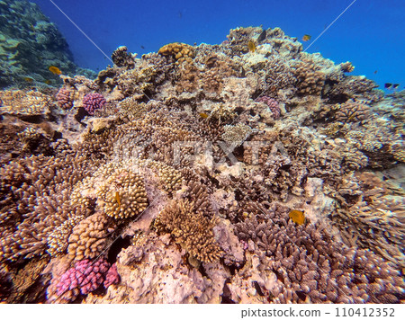 Underwater life of reef with corals and tropical fish. Coral Reef at the Red Sea, Egypt. 110412352