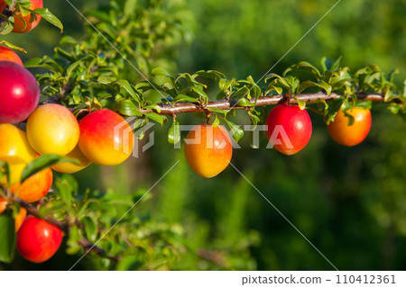 Ripe cherry plum berries in the garden on a tree. Growing cherry plums in a orchard.. Ripe cherry plum berries in the garden on a tree. Growing cherry plums in a orchard.. 110412361