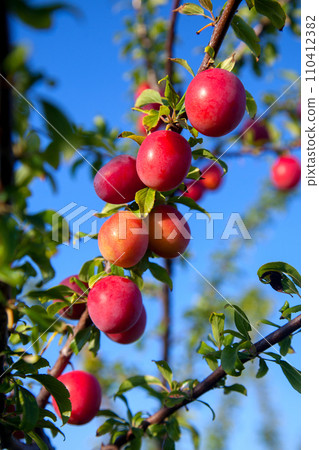 Ripe cherry plum berries in the garden on a tree. Growing cherry plums in a orchard.. Ripe cherry plum berries in the garden on a tree. Growing cherry plums in a orchard.. 110412382