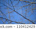 Blue sky and branches of cherry blossoms 110412429