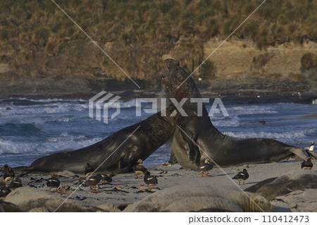 Southern Elephant Seals fighting 110412473