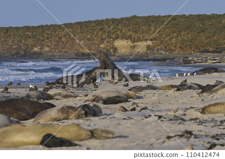 Southern Elephant Seals fighting 110412474