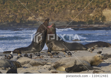 Southern Elephant Seals fighting 110412481