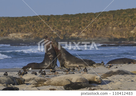 Southern Elephant Seals fighting 110412483