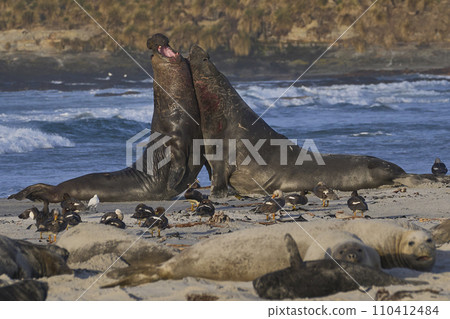 Southern Elephant Seals fighting 110412484