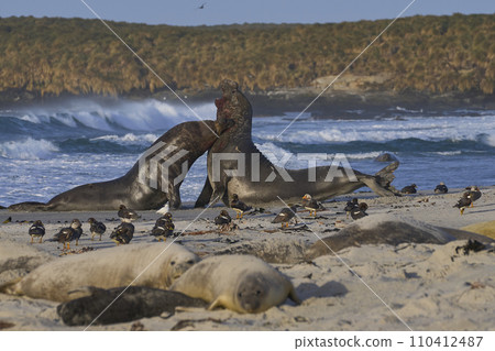 Southern Elephant Seals fighting 110412487