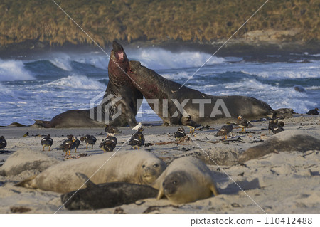 Southern Elephant Seals fighting 110412488