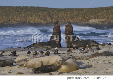Southern Elephant Seals fighting 110412490