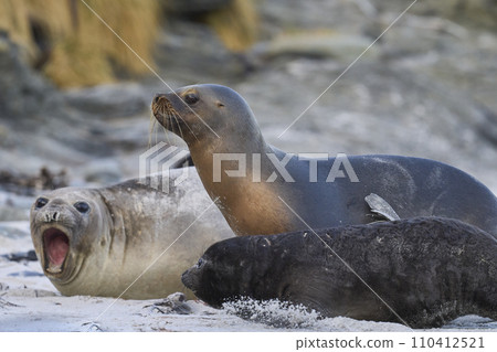 Sea Lion and Elephant Seal pup 110412521