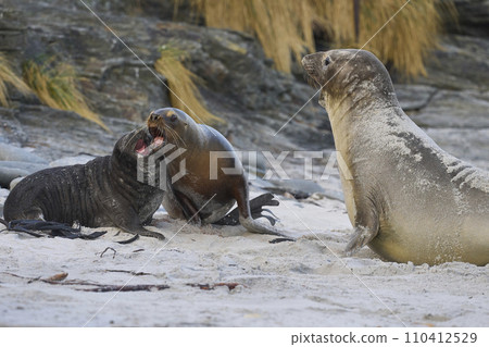 Sea Lion and Elephant Seal pup 110412529