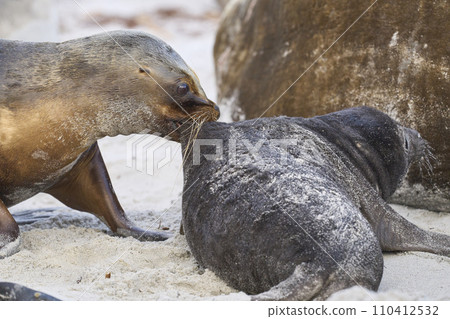 Sea Lion and Elephant Seal pup Sea Lion and Elephant Seal pup 110412532