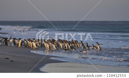 Gentoo Penguins leave the sea 110412553
