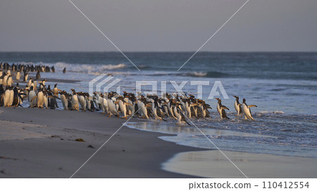 Gentoo Penguins leave the sea 110412554