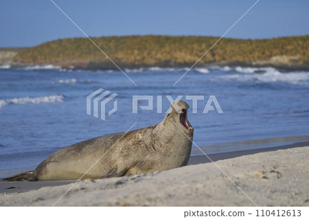 Male Southern Elephant Seal roaring Male Southern Elephant Seal roaring 110412613
