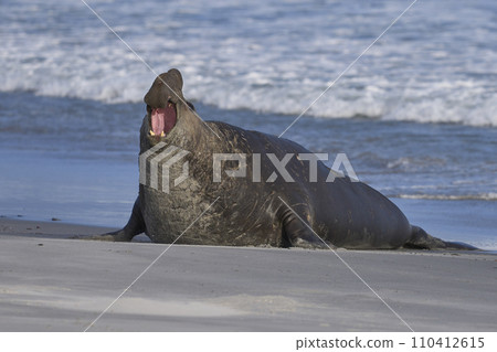 Male Southern Elephant Seal roaring 110412615