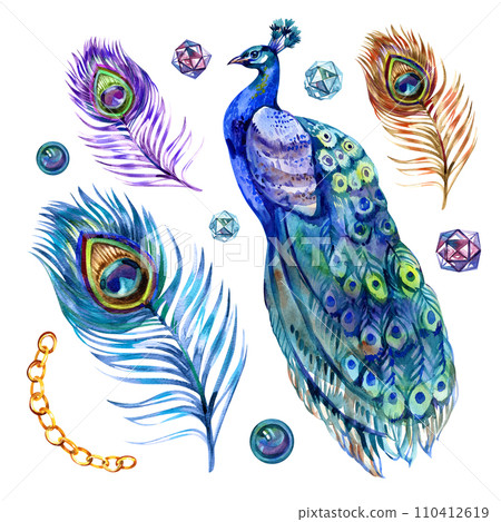 Watercolor peacock bird and feather set, illustration isolated bird peacock, peacock sitting back. 110412619