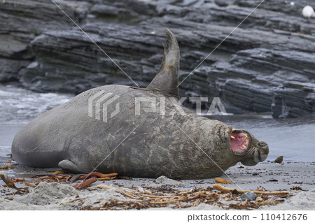 Male Southern Elephant Seal being pestered by a Tussacbird Male Southern Elephant Seal being pestered by a Tussacbird 110412676