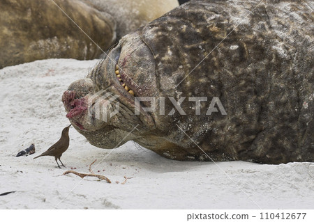 Male Southern Elephant Seal being pestered by a Tussacbird Male Southern Elephant Seal being pestered by a Tussacbird 110412677