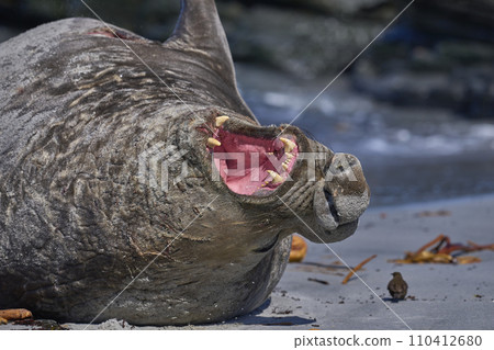 Male Southern Elephant Seal being pestered by a Tussacbird Male Southern Elephant Seal being pestered by a Tussacbird 110412680