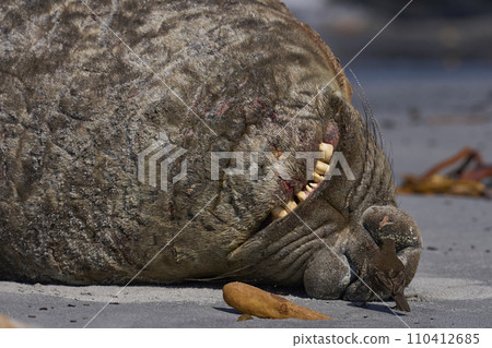 Male Southern Elephant Seal being pestered by a Tussacbird 110412685