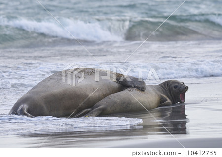Southern Elephant Seals mating in the surf Southern Elephant Seals mating in the surf 110412735