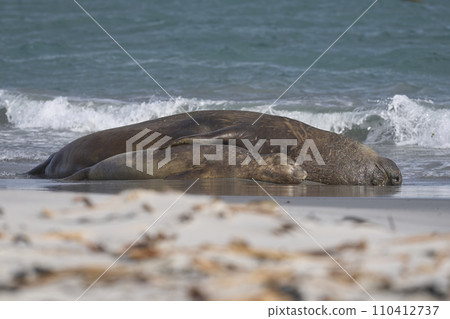 Southern Elephant Seals mating in the surf 110412737