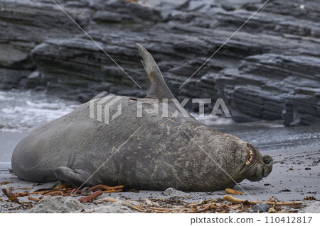 Male Southern Elephant Seal 110412817